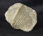 Paraspirifer bownockeri (STEWART 1927) - Bild &copy; FossNet FossilienStore